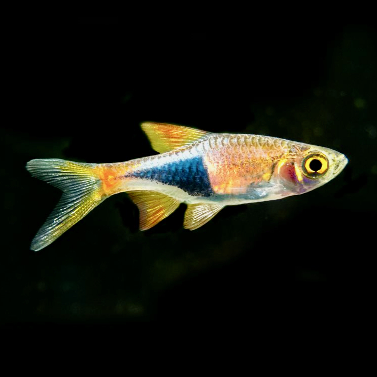 Rasbora